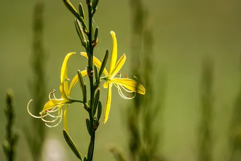 花,植物,自然,颜色,植物,花园,花朵,建筑 花,植物,自然,颜色,植物,花园,花朵,建筑