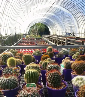 仙人掌,仙人掌,植物,植物,温室,苗圃,园艺,多汁植物 仙人掌,仙人掌,植物,植物,温室,苗圃,园艺,多汁植物