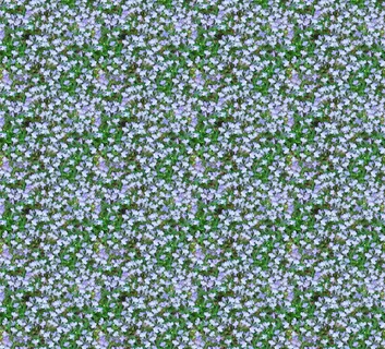 白, 紫色, 花田画, 半边莲, 鲜花, 浅蓝色, 无数, 无缝