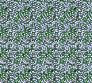 白, 紫色, 花田画, 半边莲, 鲜花, 浅蓝色, 无数, 无缝