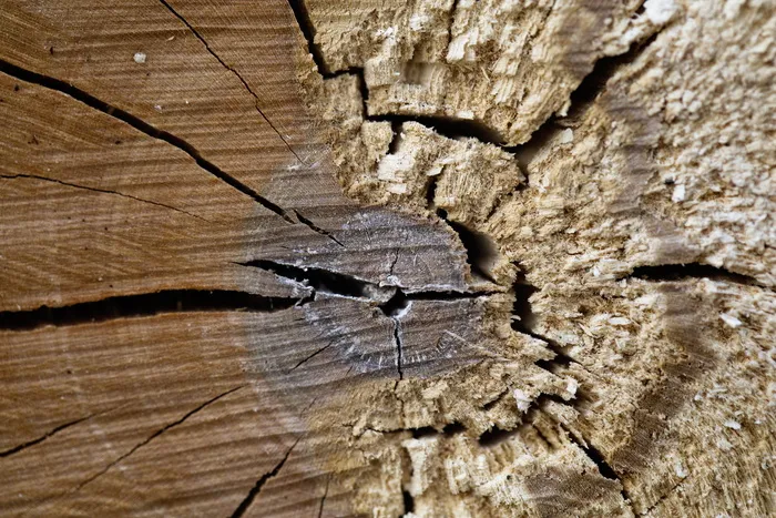 森林、裂缝、棕色、年轮、树木年轮、纹理、木质、原木