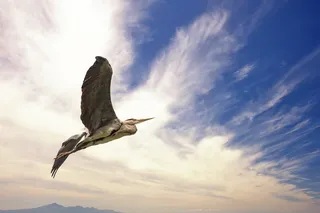 自然、云、鸟、鹭、云、空气、威胁云、动物群