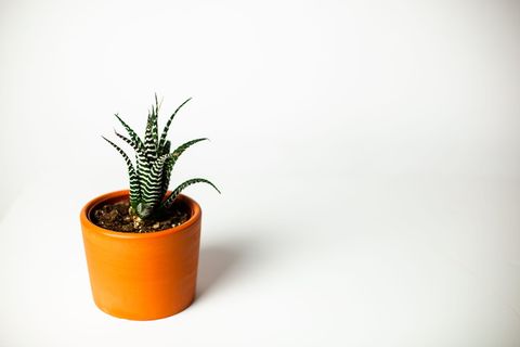 绿色盆栽斑马仙人掌 绿色盆栽斑马仙人掌