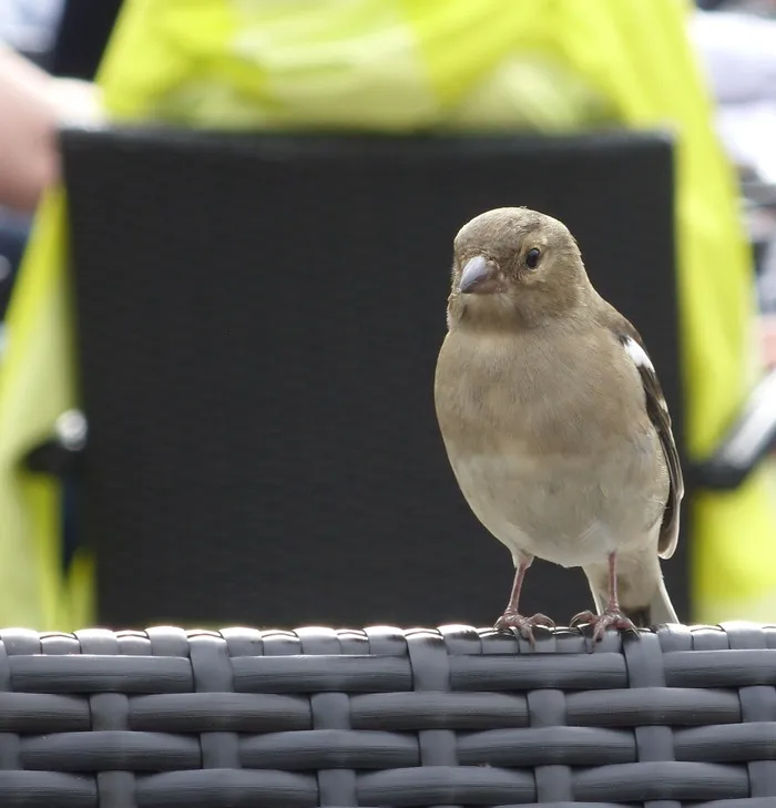 i、 永远有饥饿，鸟类，动物，野生动物，自然