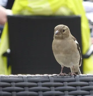 i、 永远有饥饿，鸟类，动物，野生动物，自然