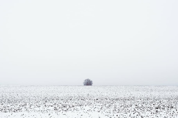 树覆盖着雪，草，雪，冬天，田野，树，自然，地平线