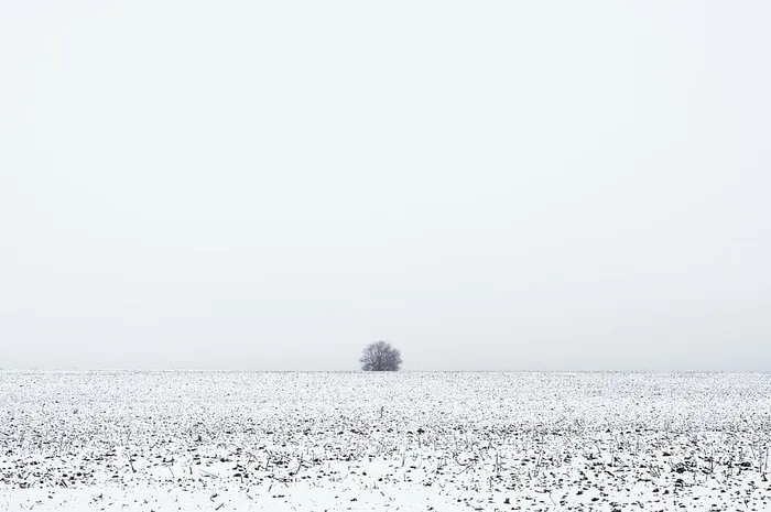 树覆盖着雪，草，雪，冬天，田野，树，自然，地平线