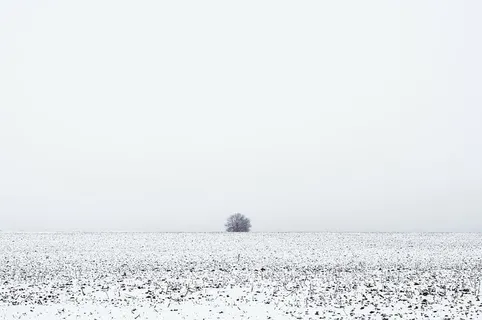 树覆盖着雪,草,雪,冬天,田野,树,自然,地平线 树覆盖着雪,草,雪,冬天,田野,树,自然,地平线