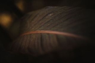 脉，植物，花，花，红掌，水晶，叶，天南星科