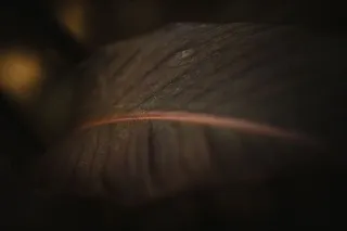 脉，植物，花，花，红掌，水晶，叶，天南星科