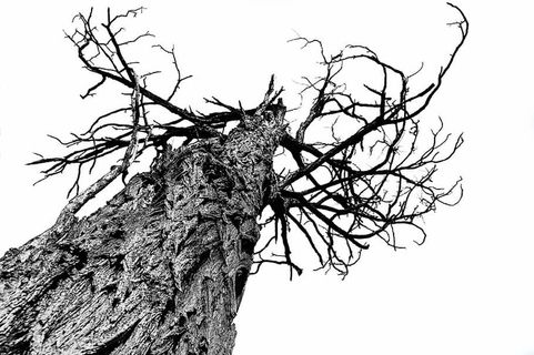 树皮、树枝、特写、日光、干燥、环境、秋天、低角度拍摄