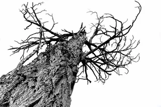 树皮、树枝、特写、日光、干燥、环境、秋天、低角度拍摄