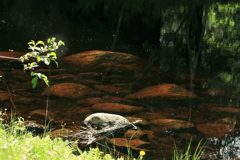 水、å、石头、自然、静物、瑞典、夏季、室外