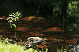 水、å、石头、自然、静物、瑞典、夏季、室外