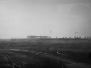 野外树木的灰度照片