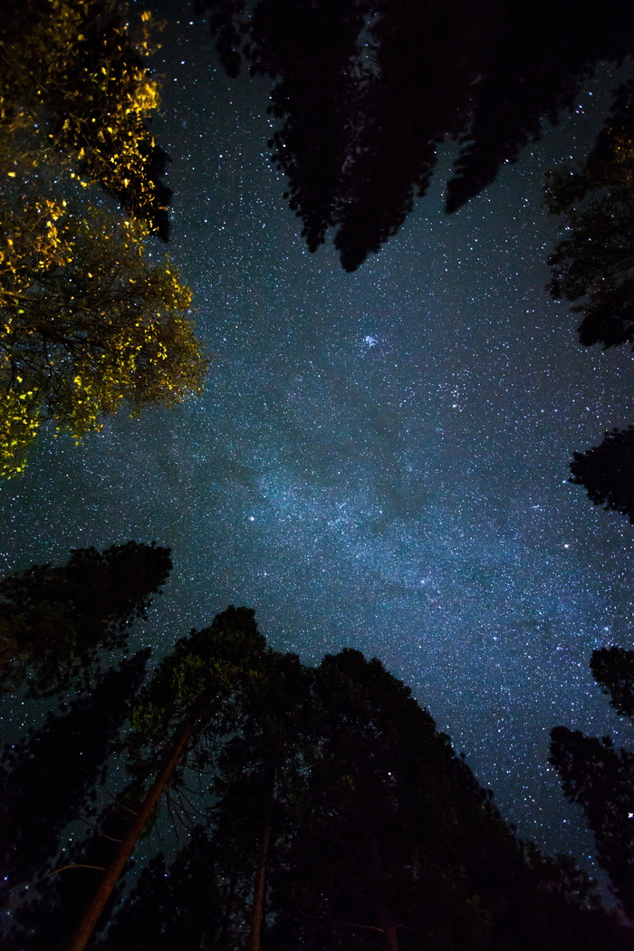 星星，绿色，高大，树木，夜晚，森林，时间，自然