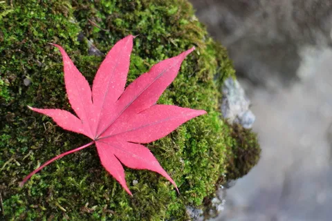 秋天的叶子,秋天,秋天的颜色,叶子,秋天的叶子,秋天的心情,红色,季节 秋天的叶子,秋天,秋天的颜色,叶子,秋天的叶子,秋天的心情,红色,季节
