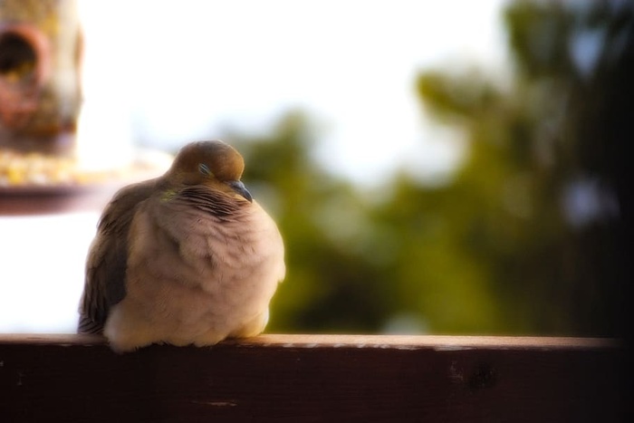 鸟类、鸽子、鸽子、魁北克、加拿大、野生动物、野生动物、休息
