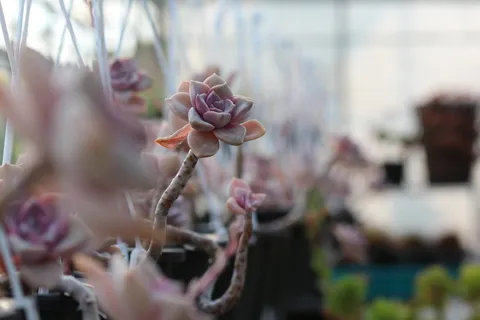 肉质植物,肉质在这,仙人掌,花园,花,植物,花园,盆栽植物 肉质植物,肉质在这,仙人掌,花园,花,植物,花园,盆栽植物