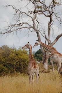 两只长颈鹿站在枯树旁