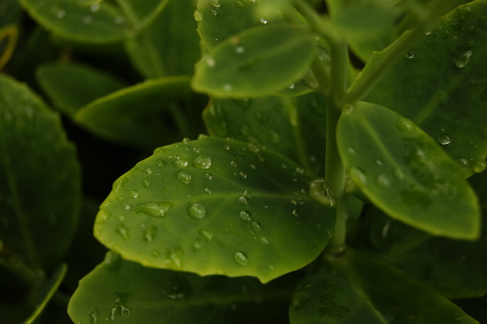 水滴，罗莎，克罗佩尔科沃，水，宏，雨，湿，植物