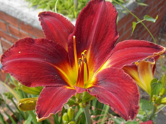 花，花园，百合花，开花植物，花，植物，特写，脆弱性