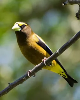 Cocothraustes,鸟类,vespertinus,黄昏,格罗比克,鸟类,动物,动物群 Cocothraustes,鸟类,vespertinus,黄昏,格罗比克,鸟类,动物,动物群