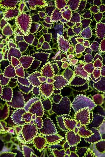 紫叶植物，植物，生长，自然之美，全框架，叶子，特写，自然