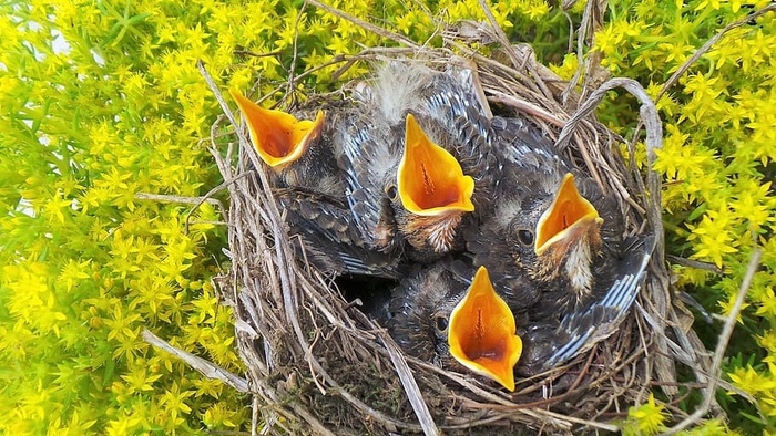 自然，鸡舍，喂食等着你，推特，黄色，动物主题，鸟类，植物