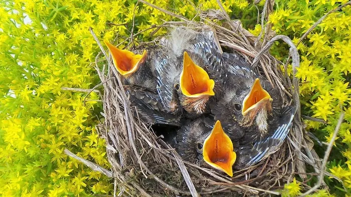 自然，鸡舍，喂食等着你，推特，黄色，动物主题，鸟类，植物