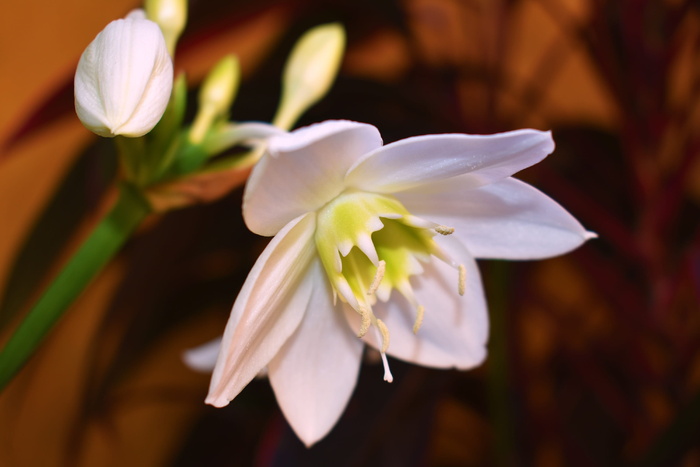 naturaleza，flor，blanca，primavera，abierta，flores，开花植物，花卉