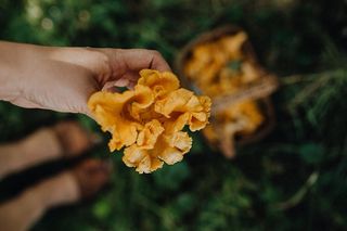 在树林里采蘑菇