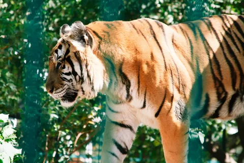 老虎、圈养、动物园、dom、动物、食肉动物、食肉动物、牙齿