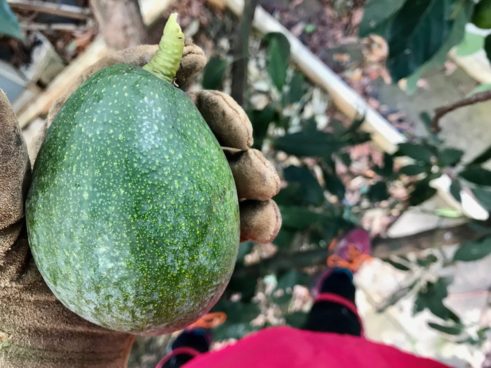 食品，水果，自然，植物，蔬菜，健康，新鲜，鳄梨