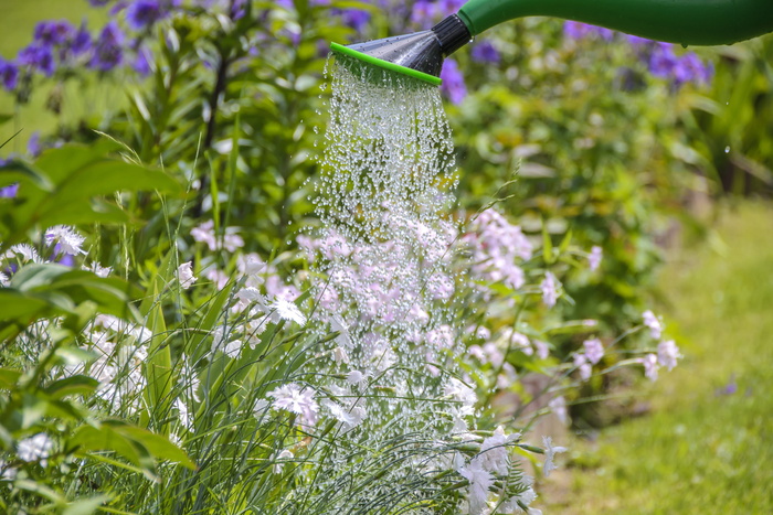 绿色喷水器中洒满水的白色花瓣