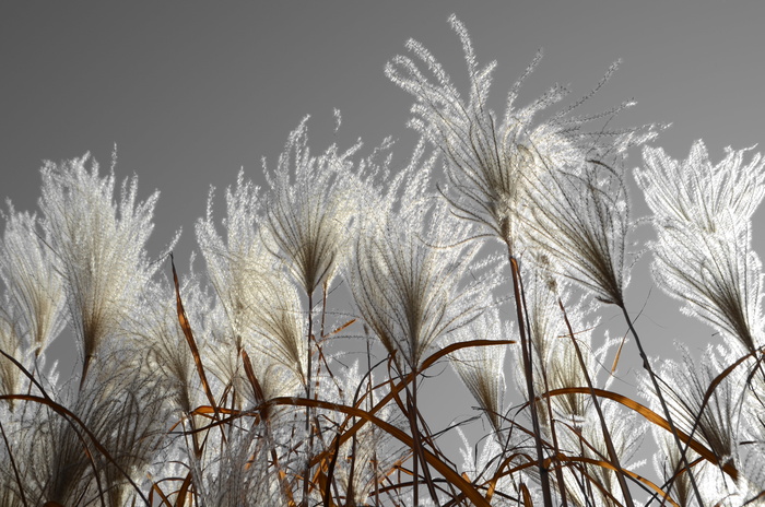 草，灰色，高大，纤细，水平，自然，生长，冬季