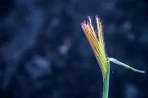 近景，近期，宏观，光量，开花草，生长，植物，特写
