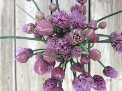 韭菜,花,自然,药草,植物,花园,花,开花 韭菜,花,自然,药草,植物,花园,花,开花