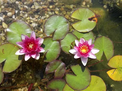 睡莲,黄花,自然,夏天,花,开花植物,自然之美,植物 睡莲,黄花,自然,夏天,花,开花植物,自然之美,植物