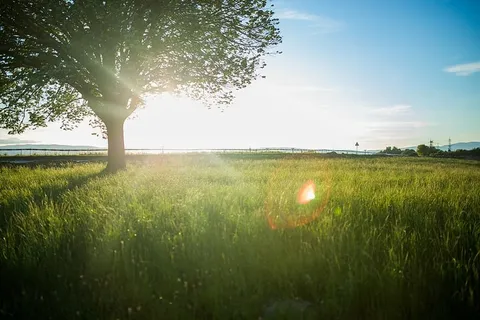 树，被包围，草地，田野，阳光，倒影，自然，草