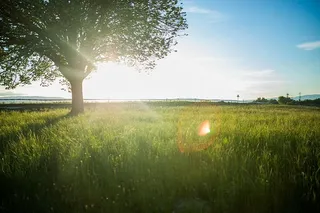 树，被包围，草地，田野，阳光，倒影，自然，草