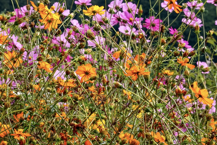 花，cosmea，宇宙，花园，开花，开花，粉红色，schnittblume