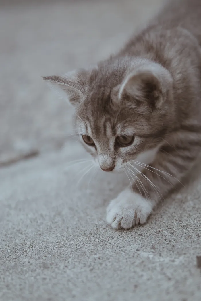 猫的特写照片