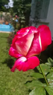 双喜,花,玫瑰,开花植物,植物,脆弱,脆弱,花瓣 双喜,花,玫瑰,开花植物,植物,脆弱,脆弱,花瓣