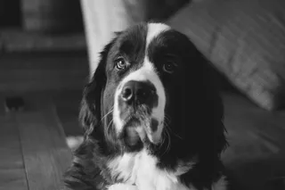 狗，纽芬兰，黑白，一种动物，犬科，宠物，哺乳动物，家养