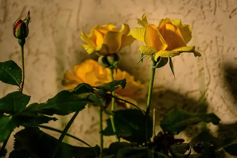 玫瑰，花朵，hss，浪漫，植物，花朵，开花植物，生长