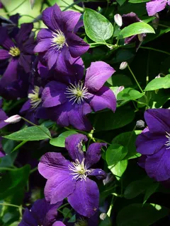 铁线莲,花,紫色,紫罗兰,植物,缠绕,hahnenfußgewächs,毛茛科 铁线莲,花,紫色,紫罗兰,植物,缠绕,hahnenfußgewächs,毛茛科