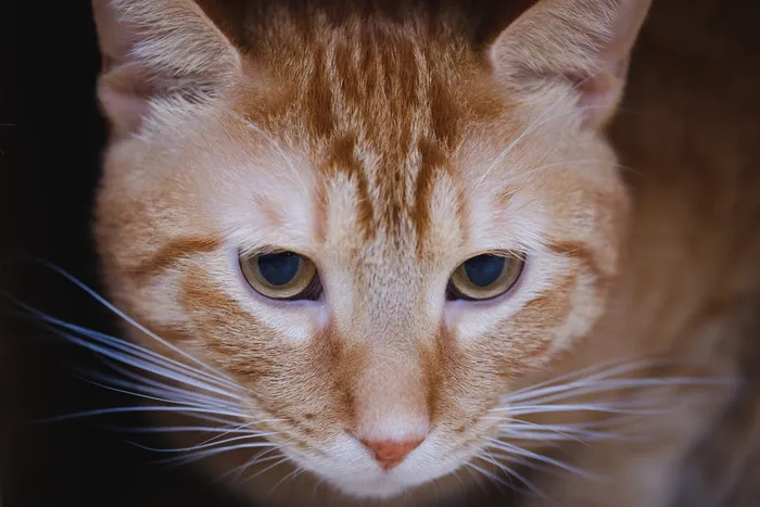 虎皮猫