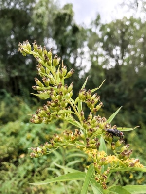 蜜蜂，鹰嘴豆，黄蜂，苍蝇，花朵，玫瑰，植物，五颜六色