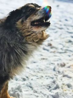 狗，狗，动物，哺乳动物，宠物，3380小鳟鱼溪路，美国，摩尔